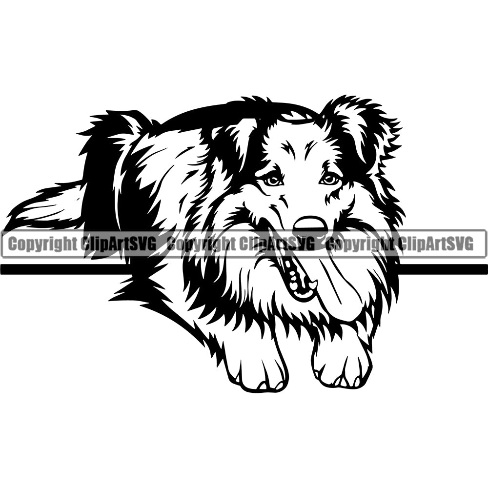 Shetland Sheepdog Laying Down Smile Face Design Element Head Purebred  Pedigree Canine K-9 K9 Animal Portrait Doggy Face Cute Body Puppy Pup  Vector Clipart SVG – ClipArt SVG