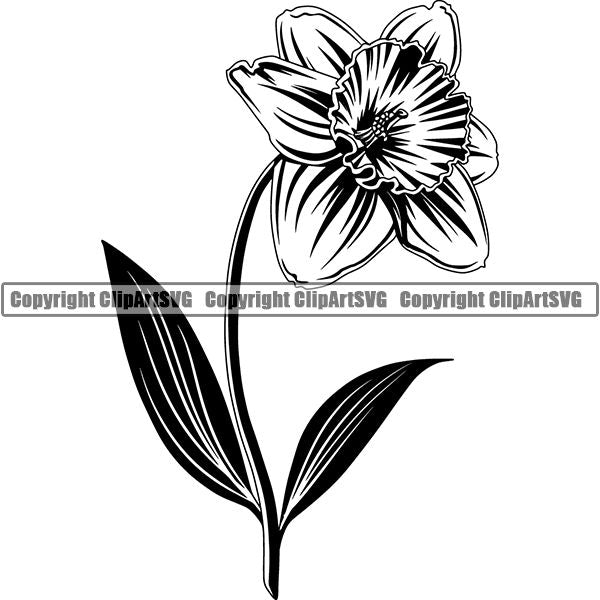 Nature Flower Narcisus 8iikk9.jpg