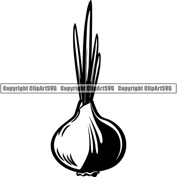 Food Onion ClipArt SVG