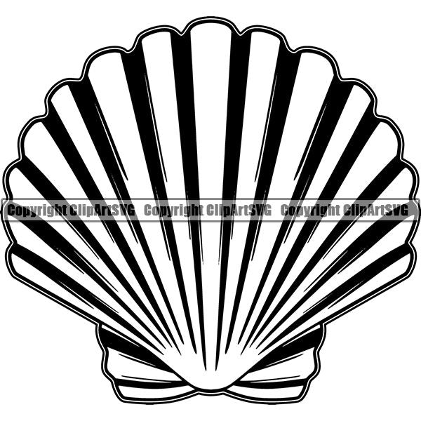 Nature Beach Seashell Shell jn44rf.jpg