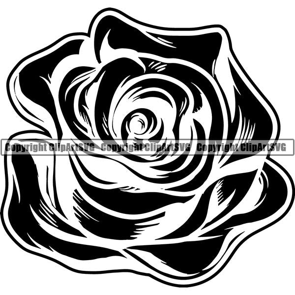 Nature Flower Rose 8iikk9baa.jpg