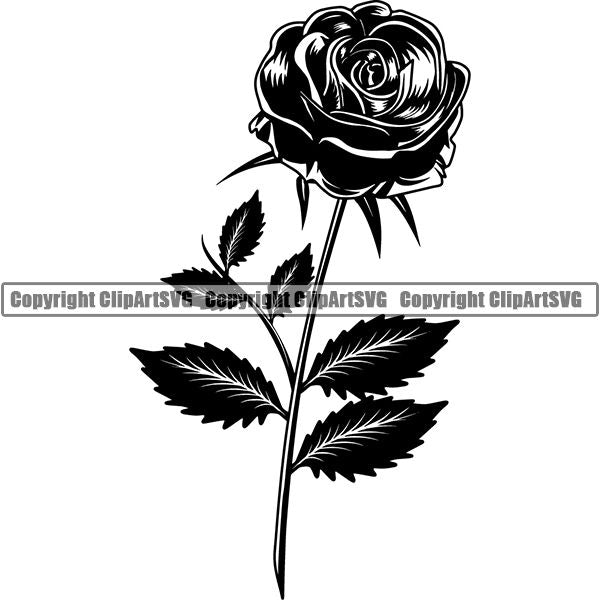 Nature Flower Rose 6yh7.jpg