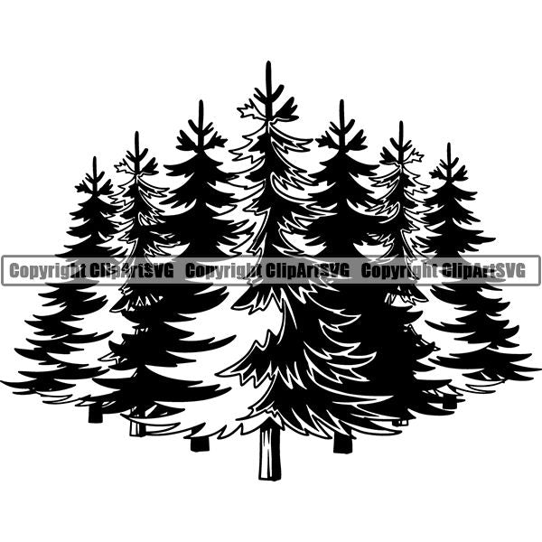 Nature Trees Pine 6ttg5.jpg