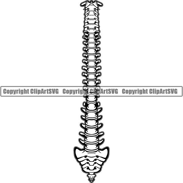 Occupation Teacher Biology Vertabrae 5tgg6b.jpg