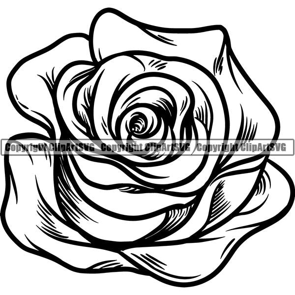 Nature Flower Rose 8iikk9bc.jpg