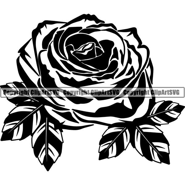 Nature Flower Rose 8iikk9a.jpg