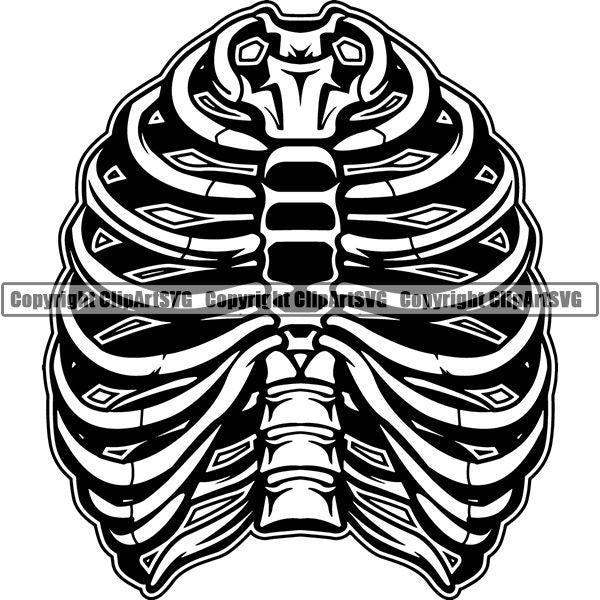 Occupation Teacher Biology Rib Cage 5tgg6.jpg