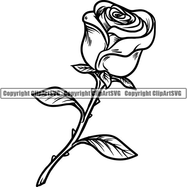 Nature Flower Rose jnn6sazzz.jpg