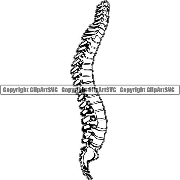 Occupation Teacher Biology Vertabrae 5tgg6.jpg