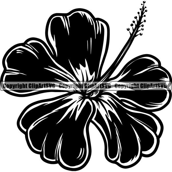 Nature Flower Hibiscus jnn6s.jpg