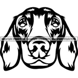Animal Dog Dachshund Dog Breed Head Face ClipArt SVG 005