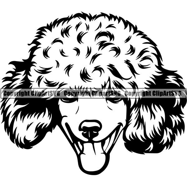 Poodle Dog Breed Head Face ClipArt SVG 009