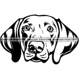 Weimaraner Dog Breed Head Face ClipArt SVG 001