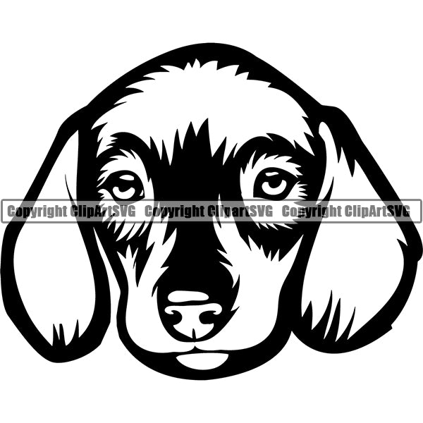 Animal Dog Dachshund Dog Breed Head Face ClipArt SVG 001