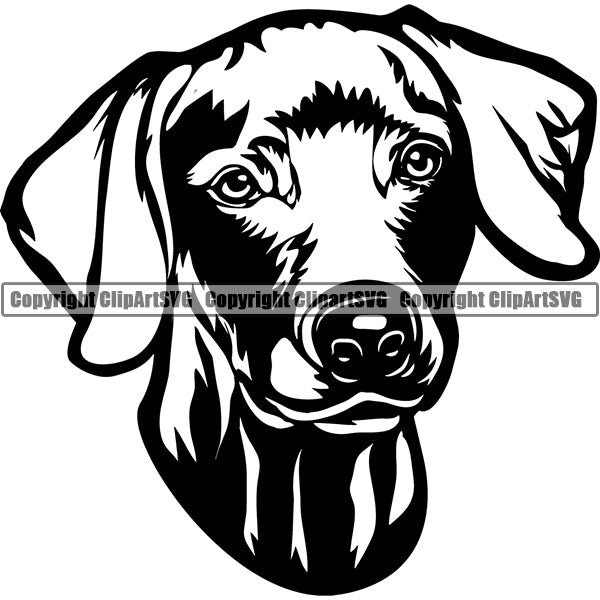 Weimaraner Dog Breed Head Face ClipArt SVG 008