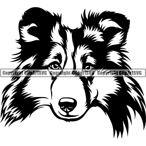 Shetland Sheepdog Dog Breed Head Face ClipArt SVG 004