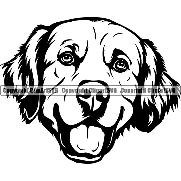 Golden Retriever Dog Breed Head Face ClipArt SVG 005