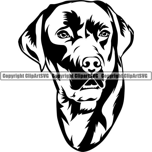 Labrador Retriever Dog Breed Head Face ClipArt SVG 006