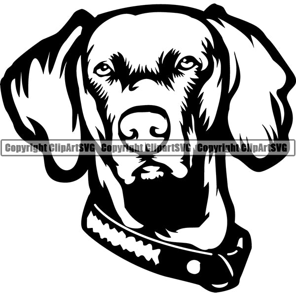 Weimaraner Dog Breed Head Face ClipArt SVG 006