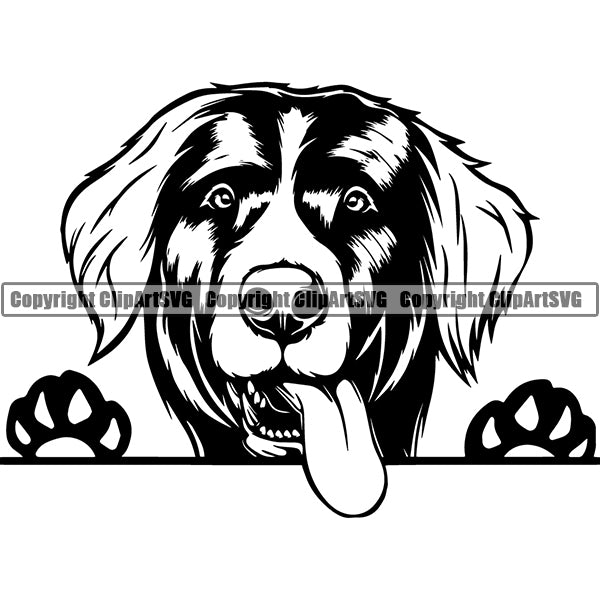 Bernese Mountain Peeking Dog Breed Clipart SVG 003