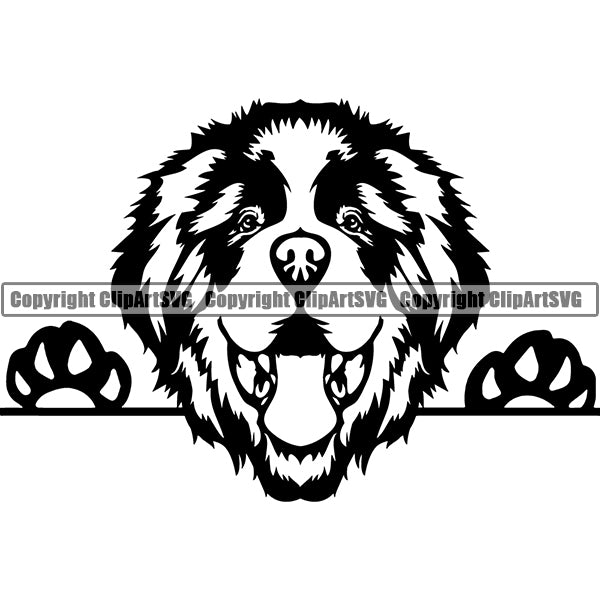 Saint Bernard Peeking Dog Breed ClipArt SVG 006