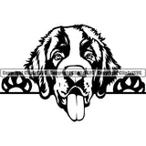 Saint Bernard Peeking Dog Breed ClipArt SVG 001