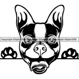 Boston Terrier Peeking Dog Breed Clipart SVG 007