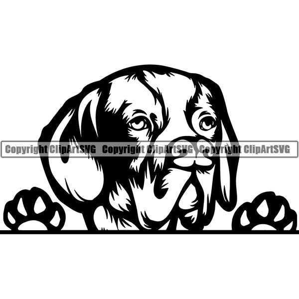 Pachon Navarro Peeking Dog Breed ClipArt SVG