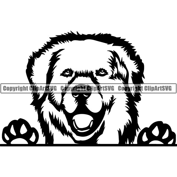 Kuvasz Peeking Dog Breed ClipArt SVG