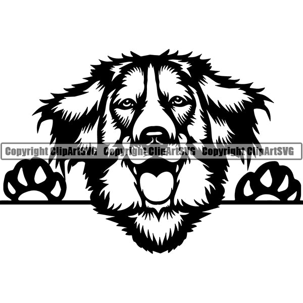 Kooikerhondje Peeking Dog Breed ClipArt SVG