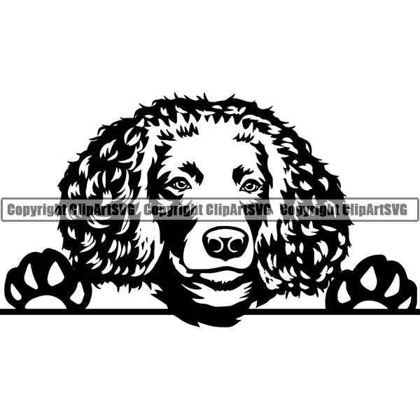 American Water Spaniel Peeking Dog Breed Clipart SVG