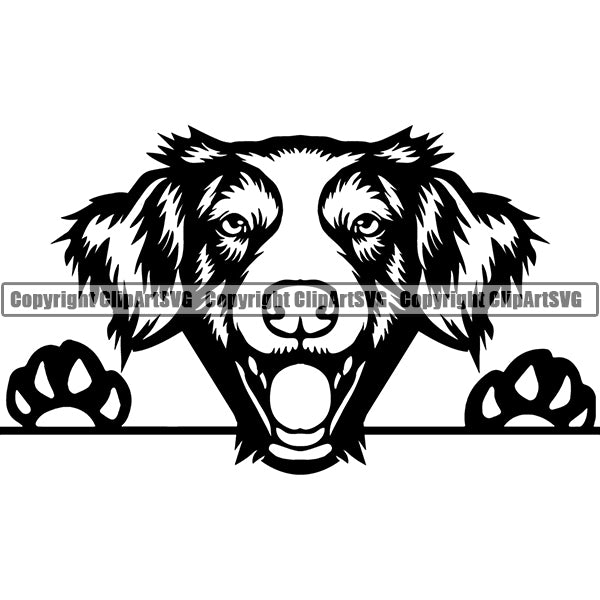 Brittany Spaniel Breed Head Face Clipart SVG 005