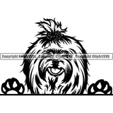 Maltese Peeking Dog Breed ClipArt SVG 002