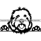 Goldendoodle Peeking Dog Breed ClipArt SVG