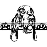 Bracco Italiano Peeking Dog Breed Clipart SVG