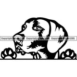 Weimaraner Peeking Dog Breed ClipArt SVG 004