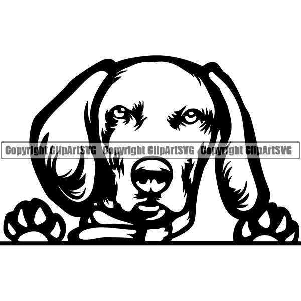Weimaraner Peeking Dog Breed ClipArt SVG 006