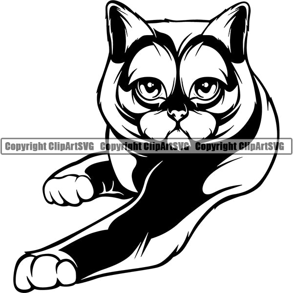 British Shorthair Cat Peeking CliArt SVG