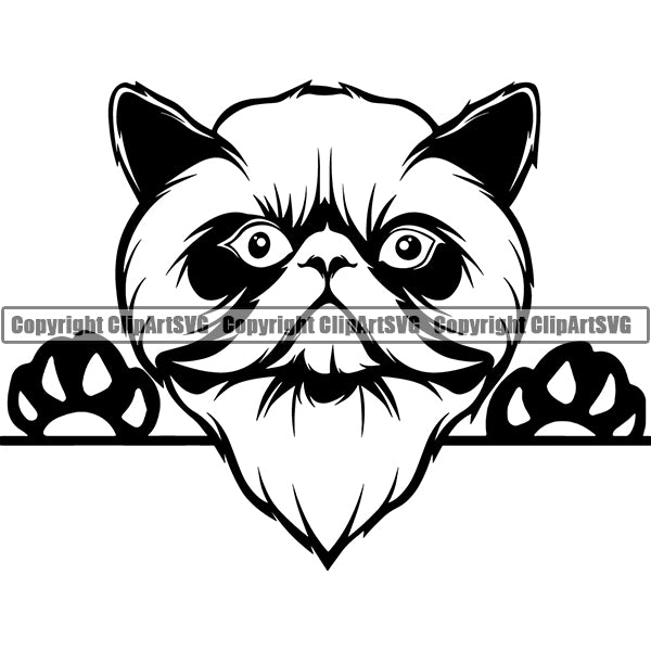 Himilayan Cat Peeking CliArt SVG