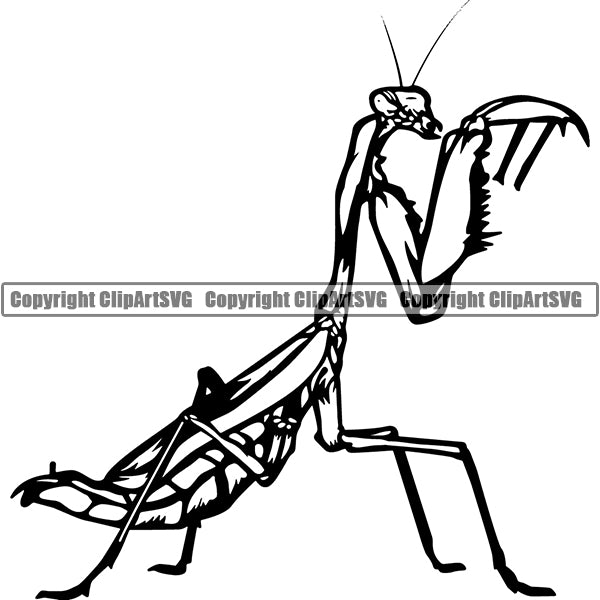 Praying Mantis Animal ClipArt SVG