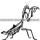 Praying Mantis Animal ClipArt SVG