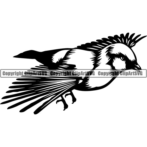 Finch Parsons Animal ClipArt SVG