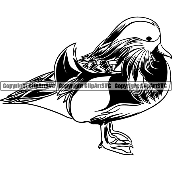Duck Mandarin Animal ClipArt SVG