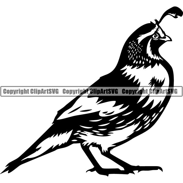 Quail Animal ClipArt SVG