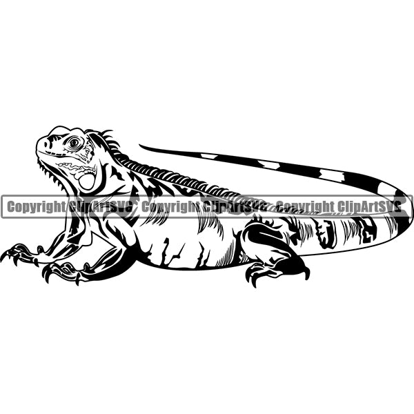 Iguana Animal ClipArt SVG