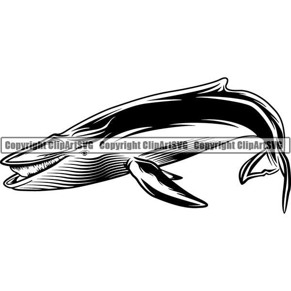 Whale Killer Animal ClipArt SVG