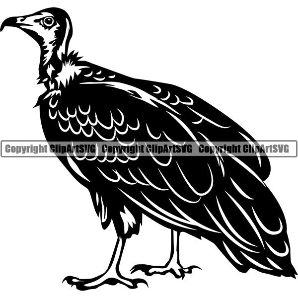 Vulture Animal ClipArt SVG