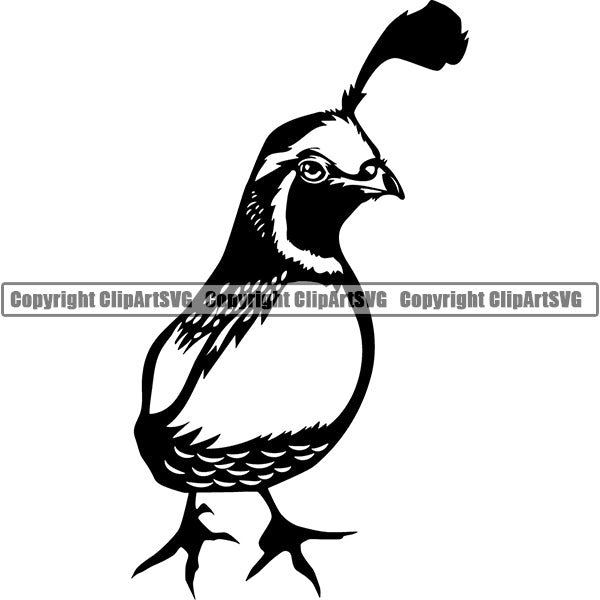 Quail Animal ClipArt SVG