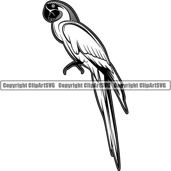 Parrot Animal ClipArt SVG
