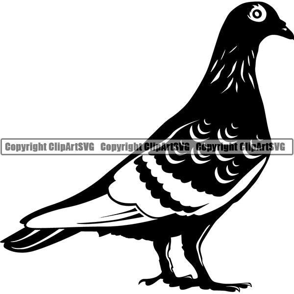 Pigeon Animal ClipArt SVG